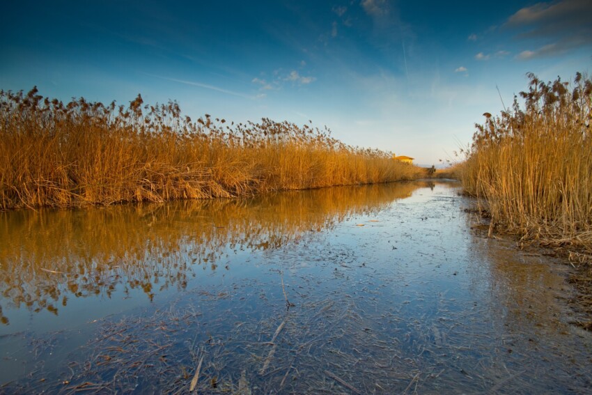 Fucecchio Marshlands