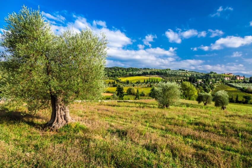 Rutas del aceite de oliva virgen extra en Toscana