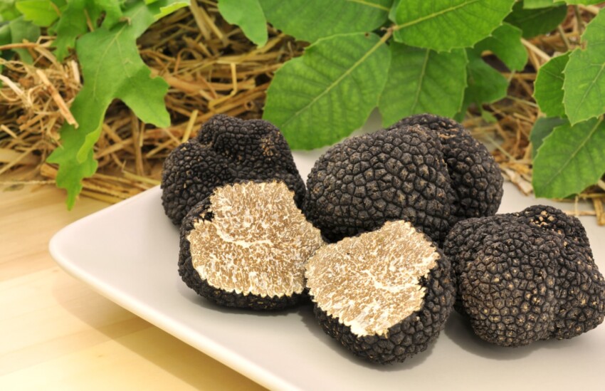 La truffe toscane