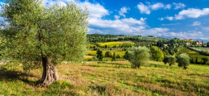 Itinéraires de l’huile d’olive extra vierge en Toscane