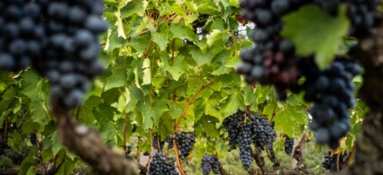 Brunello di Montalcino