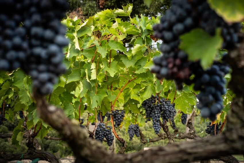 Brunello di Montalcino